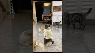 pets cat trending funny youtubeshorts viral dog shorts [upl. by Pitzer]