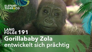 Gorillababy des Zoo Leipzig macht große Fortschritte Langfolge 191  Elefant Tiger amp Co  ARD [upl. by Lleinnad]