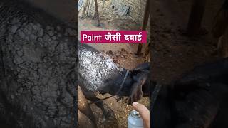 Warts in cattlerecovery gaumata cow gaushala veterinarian cowlover skincare pashupatinathjd [upl. by Atrebor]