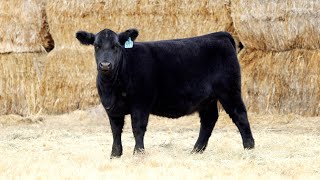 Lot 20  Tag H49  Private Stock x OCC Paxton [upl. by Rekab]