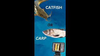 Carp vs Catfish [upl. by Ire]