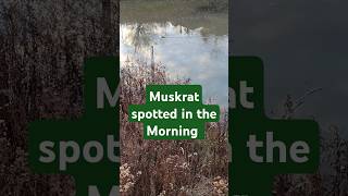 Muskrat Spotted in the Morning [upl. by Ahsilrac]