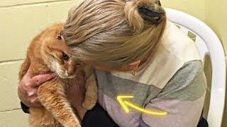 Woman Adopted Cat From Shelter And Next Day Unbelievable Happened [upl. by Leunamnauj607]