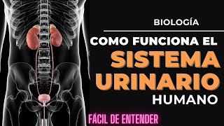 Cómo funciona el sistema urinario El increíble viaje de la orina [upl. by Marlee896]