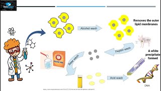 Discovery of DNA [upl. by Eixela711]