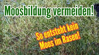 Moos im Rasen vermeiden  So Moosbildung im Rasen vorbeugen Diese Maßnahmen helfen wirklich [upl. by Prudy]