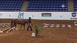 APHA World Show InHand Trail Futurity Champion [upl. by Iaka511]