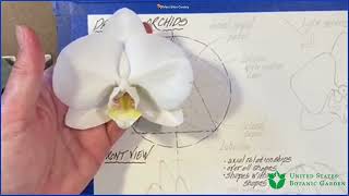 Drawing and Painting Orchids Online Workshop [upl. by Neiman]