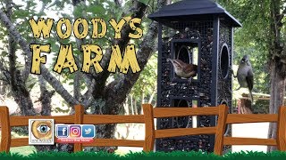 Farm Life  Perky Pet Fly Through Wild Bird Feeder [upl. by Araldo]