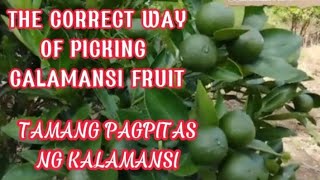 FARM TOUR DEMO ON CORRECT WAY OF PICKING CALAMANSI FRUITSTAMANG PAGPITAS NG KALAMANSI Vlog19 [upl. by Keeley]