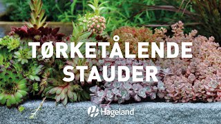 Tørketålende stauder [upl. by Ahseekal]