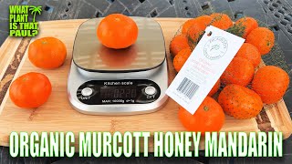 ORGANIC MURCOTT HONEY MANDARIN TASTE and REVIEW  Packed with VITAMIN C and FIBER [upl. by Ecyarg]