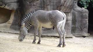 Zoo Zebra [upl. by Peale333]