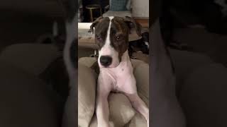 couch cow🐮🐄🤠cutepuppy couchpotato funny dog dogsoftiktok rescue rescuesoftiktok souldog fyp [upl. by Diena]