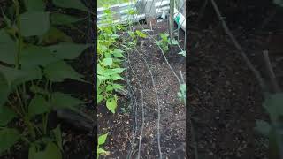 POLE BEANS PLANT garden bheas gardenplants bhens [upl. by Annerb]