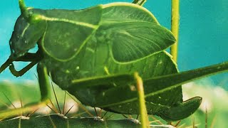 The katydid Leaf Bug [upl. by Valli]