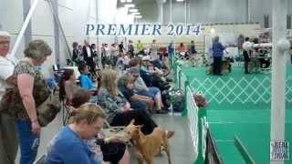 2014 UKC Premier  United Kennel Club [upl. by Rellek]