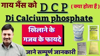 D C P Di Calcium Phosphate in Cattle Ramawat [upl. by Supple782]