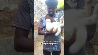 🤯🐰முயல் திரும்பி குட்டி போடும் 🌀💦🤯🐰☘️🍃🌴☄️trending rabbite rabbits rabbite rabbite rabbit yt [upl. by Psyche68]