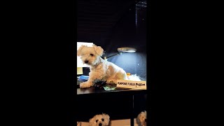 Milou has an announcement puppy [upl. by Assetnoc]