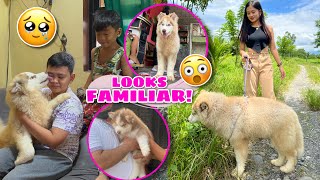 Do We Have A New Member Of Our Pack  DINAYO SA MINDORO  Rosegold  Husky Pack TV [upl. by Rapsac]