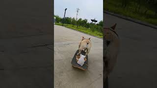 Dog makes sharp turns on skateboard funny pets dog [upl. by Neysa]