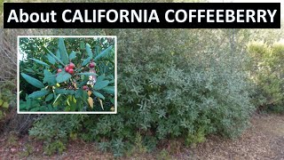 CALIFORNIA COFFEEBERRY Frangula californica formerly Rhamnus identification information [upl. by Annahsohs]