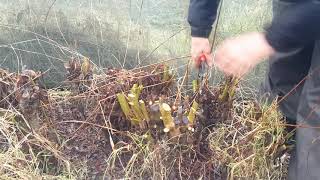 How to Coppice Willow [upl. by Brandy357]