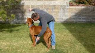 Ridgeback conformation training [upl. by Asehr]