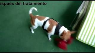 Caso clínico toxoplasmosis en perro Hospital Veterinario Cruz Cubierta [upl. by Carmelle]