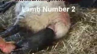 An Assisted Lambing by farmingfriendswmv [upl. by Eerbua]