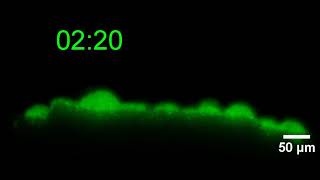 Biofilm development observed using timelapse fluorescence microscopy [upl. by Rabka492]