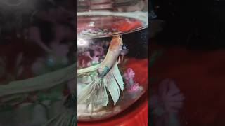 White 🤍 betta fish and fighter fish fighterfish beautiful Aquariumfish9901 [upl. by Grady316]