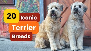 20 Iconic Terrier Breeds You Need to Know [upl. by Nodnil244]