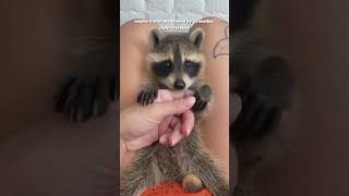 Baby raccoon raccoon pets rescue animals shorts [upl. by Akamahs]