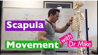 Scapula Movement  Functional Anatomy [upl. by Bilski354]