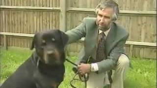 Adult Rottweiler  Training the Companion Dog 1 Socialization amp Training [upl. by Dnomed566]