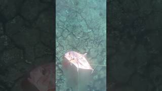 koadiveshawaii with a nice Kagami spearfish fishing venturewetsuits spearfishing 360video [upl. by Humfrid]