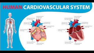 Introduction of Cardio Vascular System  Technician Hari [upl. by Arba51]