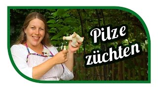 Pilze züchten Kräuterseitlinge 🍄 Speisepilze selbst anbauen [upl. by Aria]