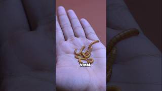 Fish k liye Vimal mealworms fish animal pets funnyanimals [upl. by Winser]