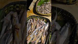 হালদা নদীর চিংড়ি ও তাজা মাছ  Halda River Fish fish fishing prawns [upl. by Atiuqahs]