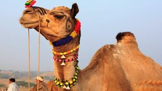 Camel Dance Competition at the Cattle Fair in Pushkar Rajasthan  Amazing Video of Camel Dancing [upl. by Aciamaj338]