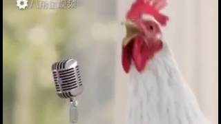 Des poules qui chante [upl. by Ainafets]