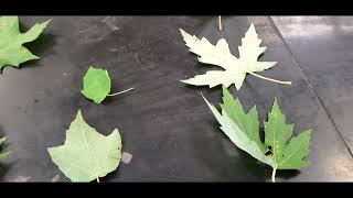 How to identify Sugar Maple trees vs Silver Red and Norway Maples Leaves and keys [upl. by Jenifer]