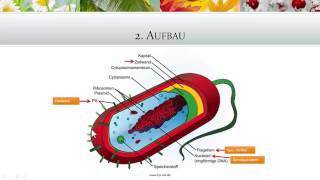 Mikrobiologie Bakterien Teil 1  Heilpraktikerprüfung [upl. by Aiuqcaj907]