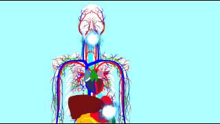 DIGESTIVE ENZYMES LIPASES 1 [upl. by Notsej984]