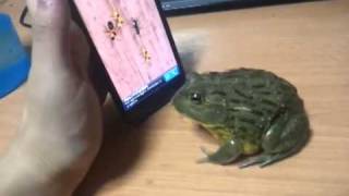 crapaud joue avec un smartphone [upl. by Stringer]