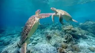 Sea Turtle Mother Laying Her Eggs [upl. by Pare]