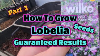 How to sow amp grow Lobelia seeds part 1 [upl. by Pappas]